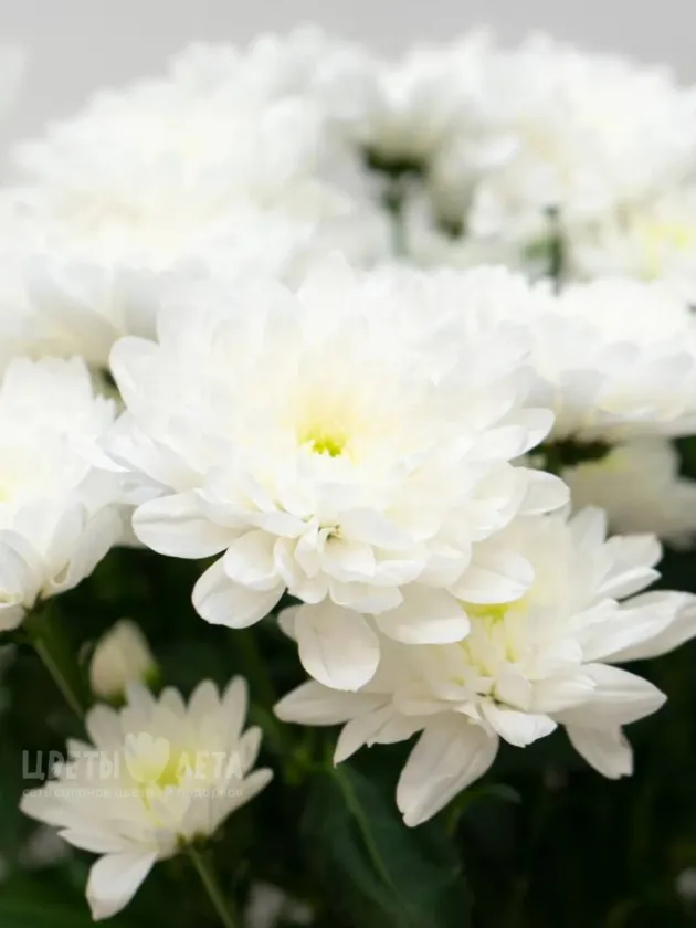 Хризантема Балтика 