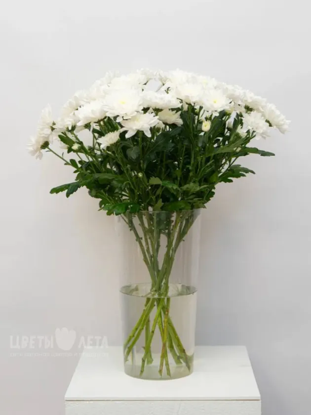 Хризантема Балтика 