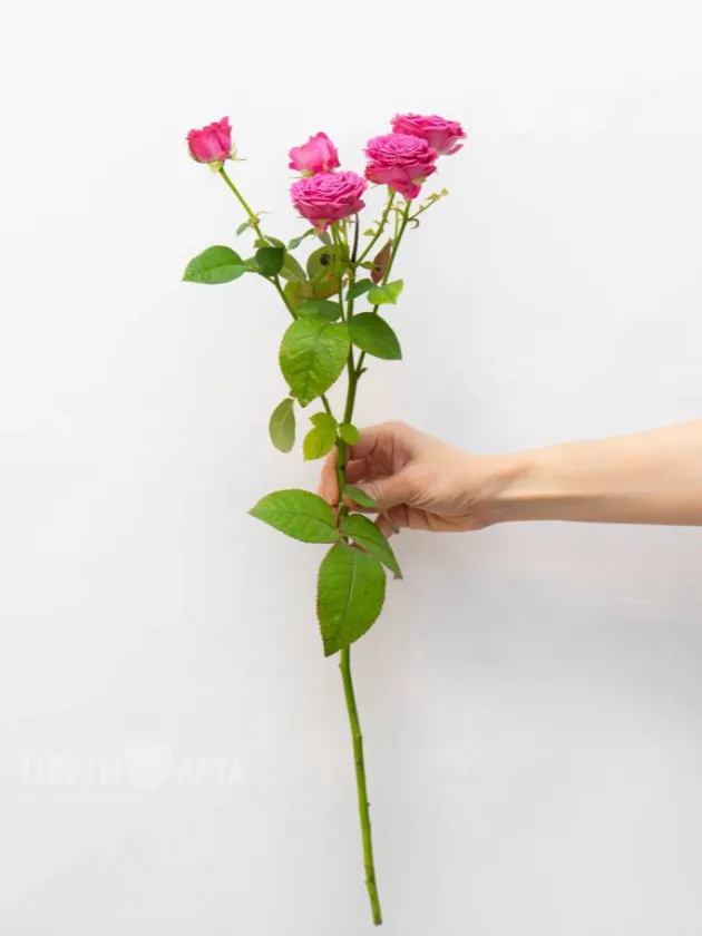 Кустовая Пионовидная Роза 