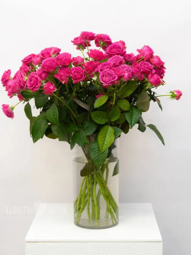 Кустовая Пионовидная Роза 