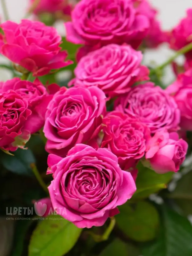 Кустовая Пионовидная Роза 