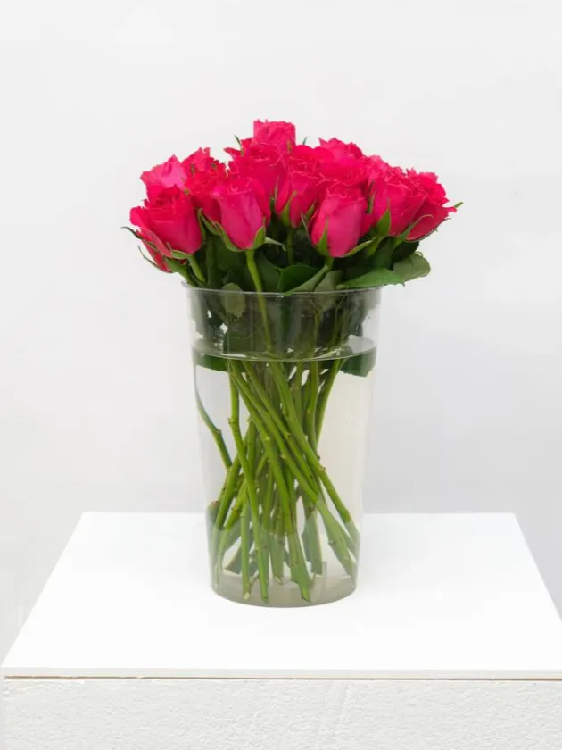 Роза Кения 45см