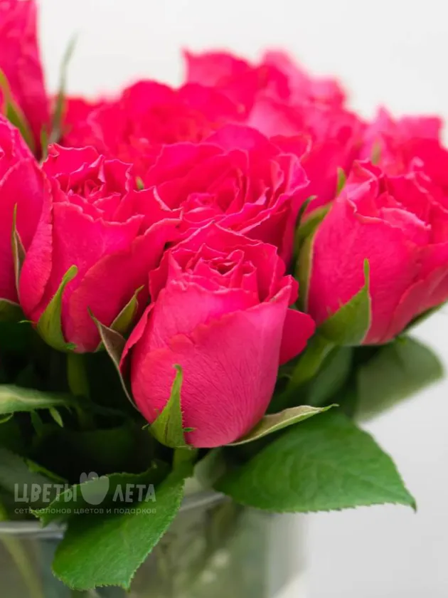 Роза Кения 45см