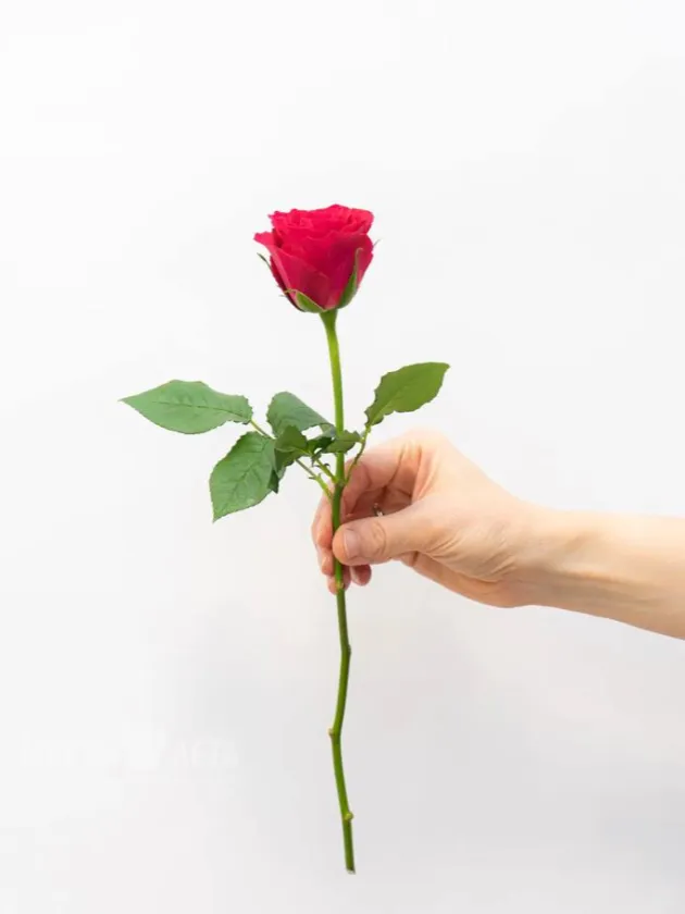 Роза Кения 45см