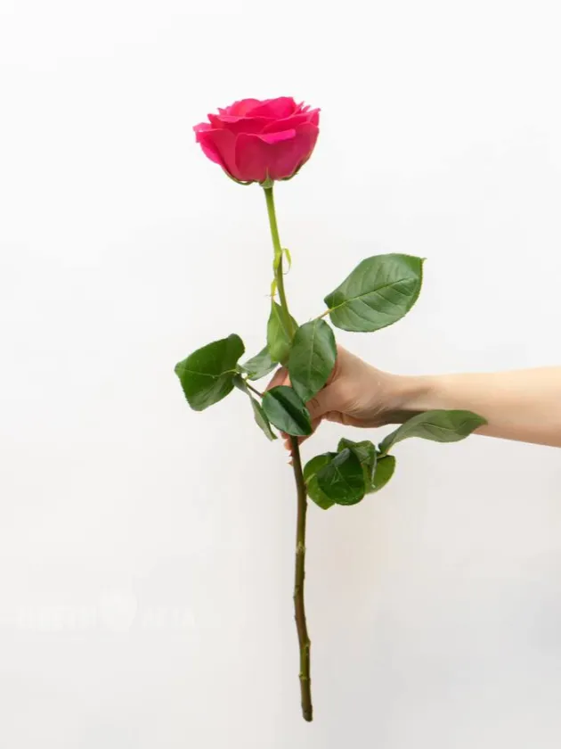 Роза Эквадор 60см