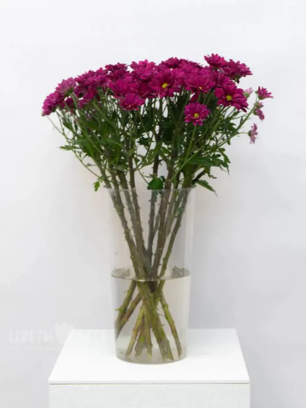 Хризантема Кустовая Цветная