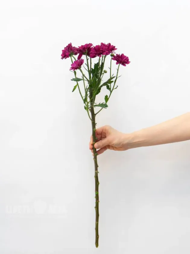 Хризантема Кустовая Цветная