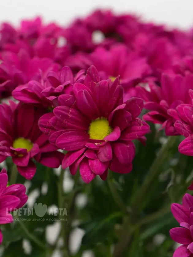 Хризантема Кустовая Цветная