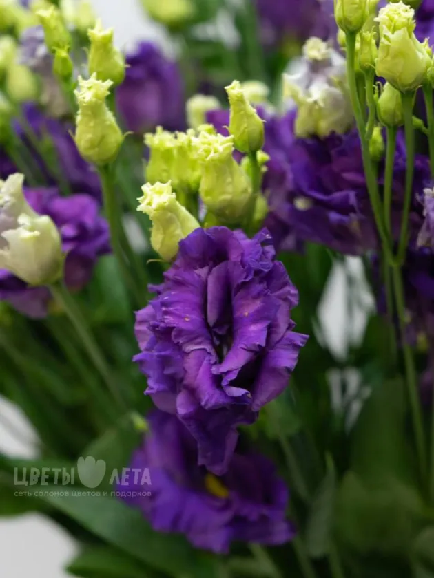 Эустома Фиолетовая