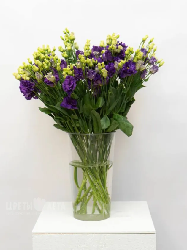 Эустома Фиолетовая