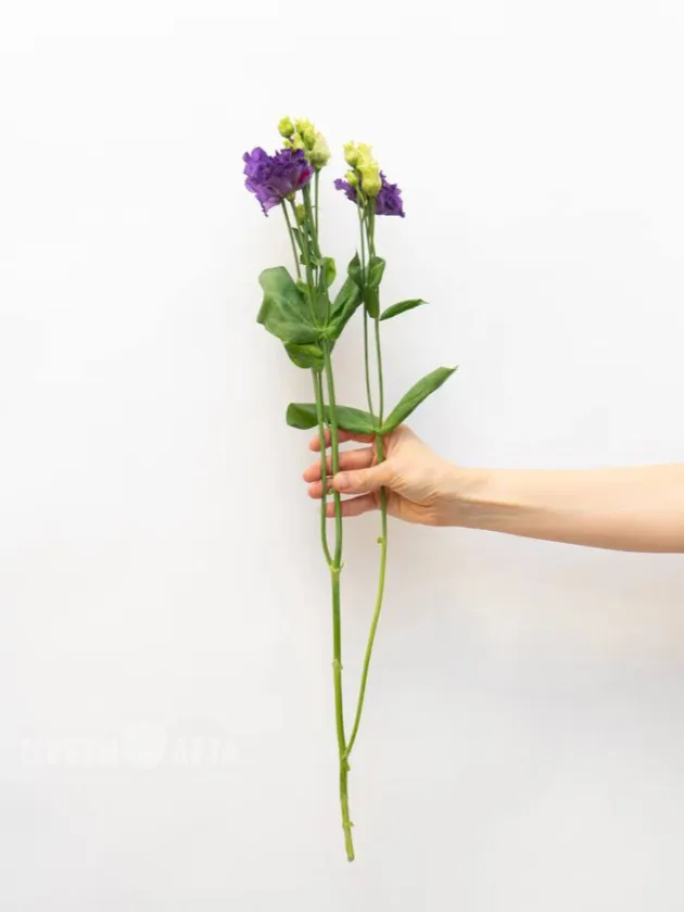 Эустома Фиолетовая