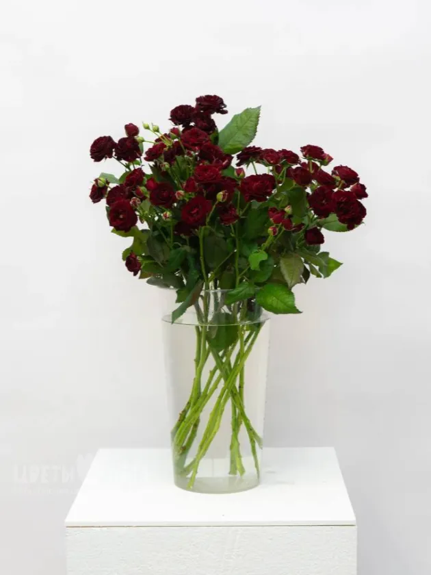 Кустовая Роза Импорт