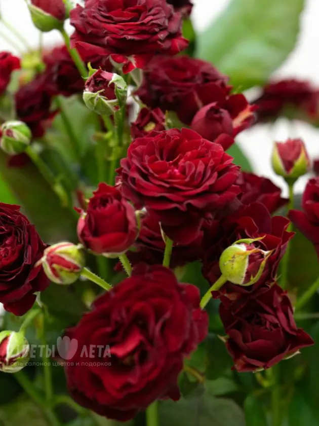 Кустовая Роза Импорт