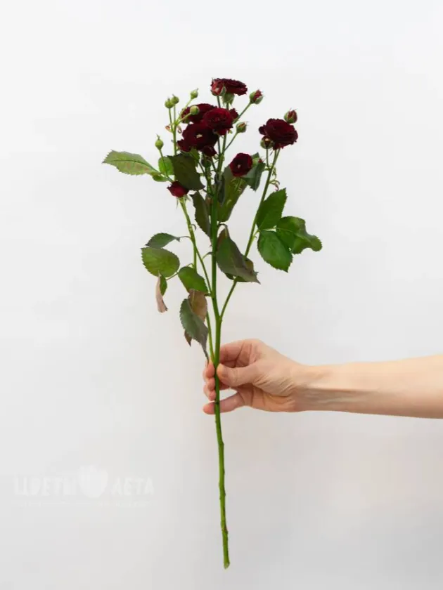 Кустовая Роза Импорт