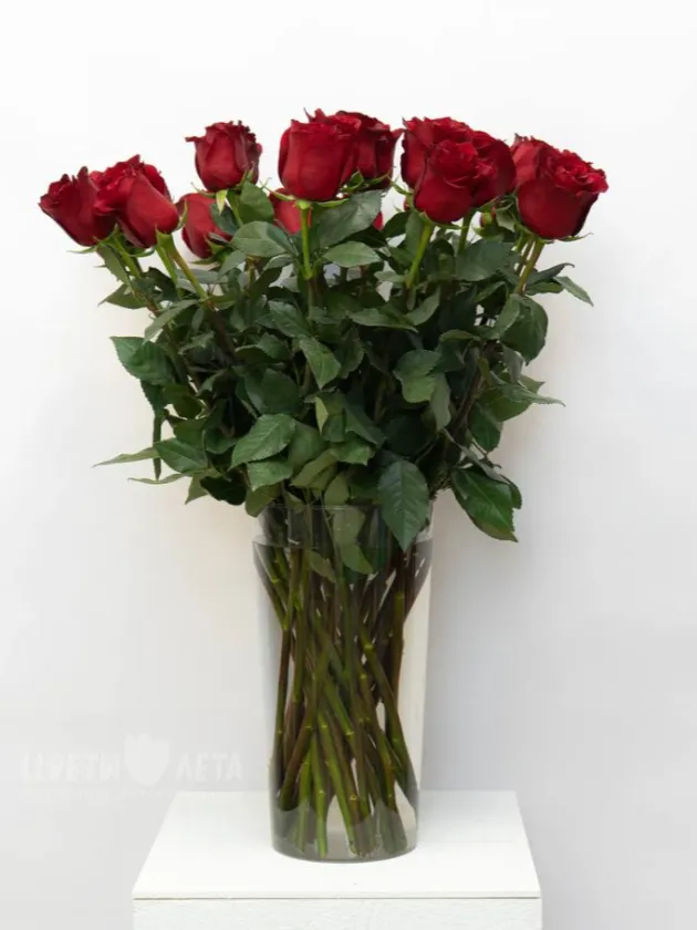 Роза Эквадор 80см 