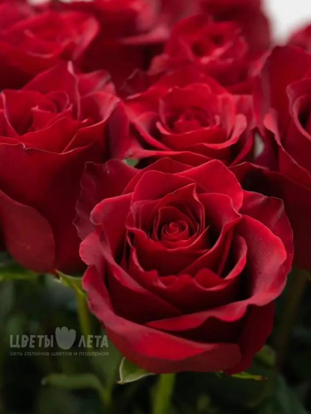 Роза Эквадор 80см 