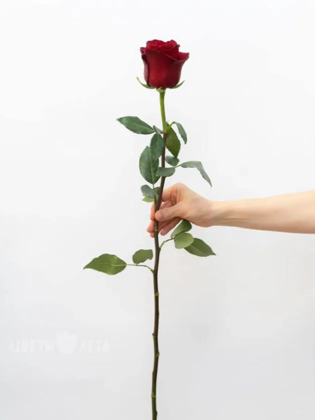 Роза Эквадор 80см 