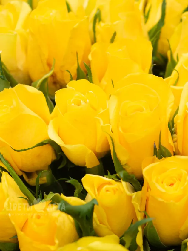 Букет: 101 Желтая Роза Кения 45см