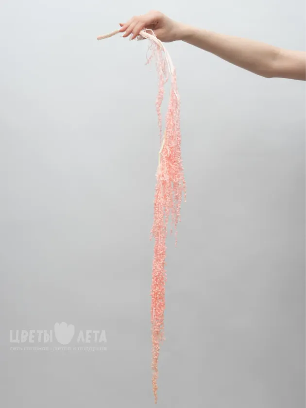 Амарант Розовый