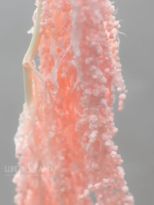 Амарант Розовый