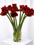 Амарилис Красный 