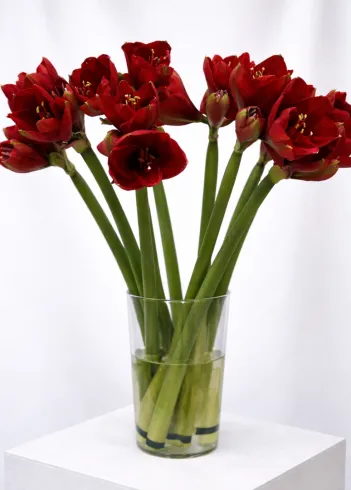 Амарилис Красный  от интернет-магазина цветов в 