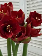 Амарилис Красный 