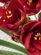 Амарилис Красный 