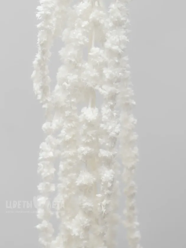 Амарант Белый