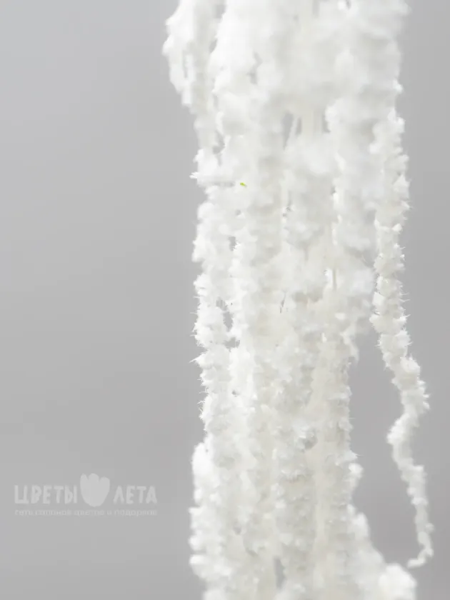 Амарант Белый