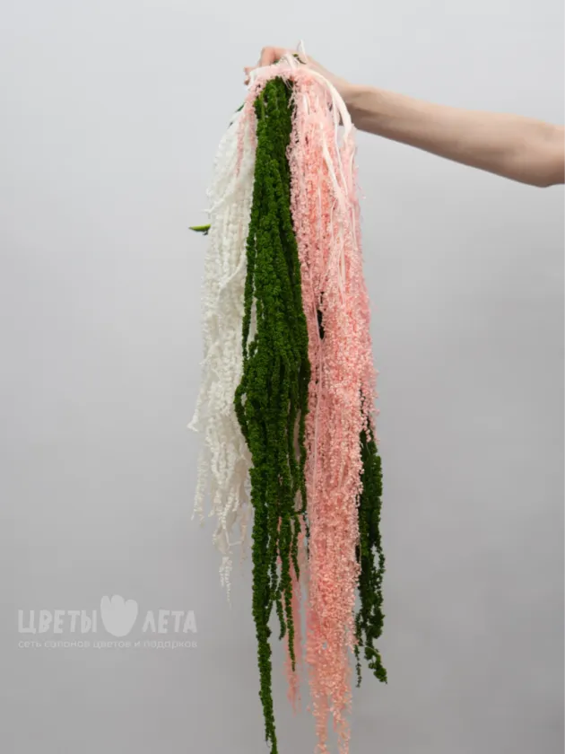 Амарант Белый