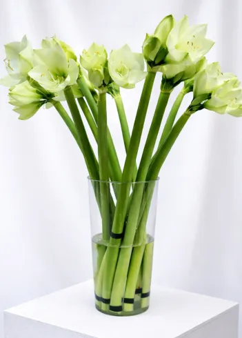 Амариллис Белый  от интернет-магазина цветов в 