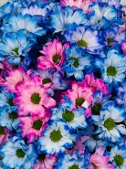 Букет: &laquo;Радужное Ромашковое Поле&raquo;