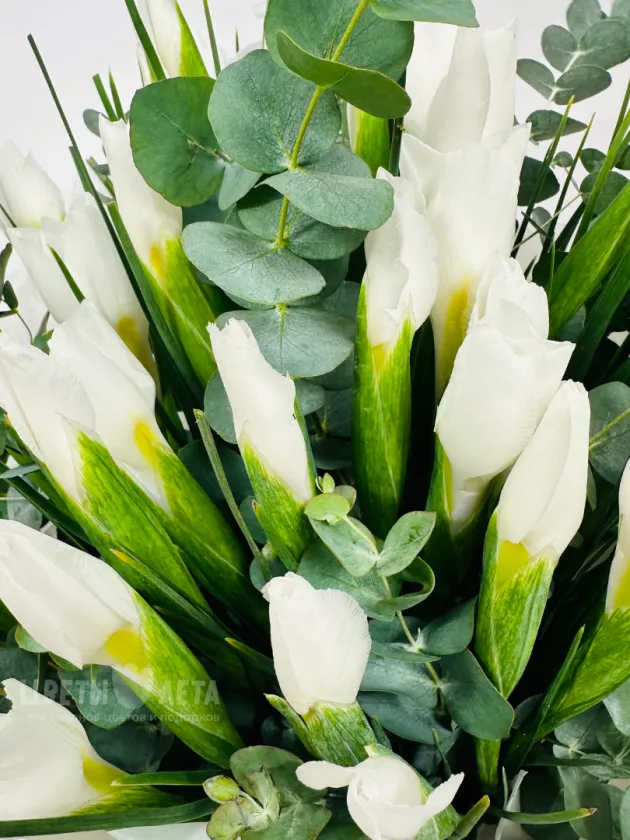 Букет: &laquo;Белоснежный Ирис&raquo;
