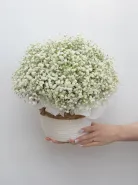 Композиция: &laquo;Гипсофила&raquo;