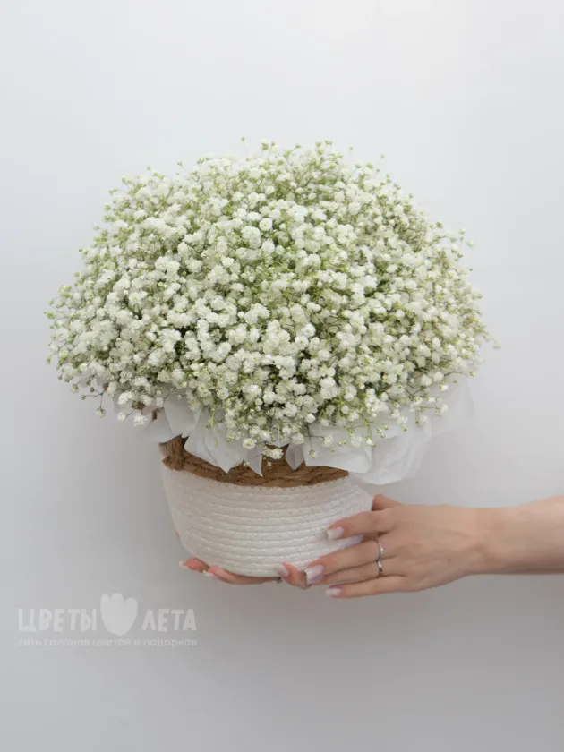 Композиция: &laquo;Гипсофила&raquo;