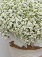 Композиция: &laquo;Гипсофила&raquo;