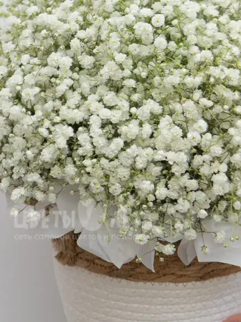 Композиция: &laquo;Гипсофила&raquo;