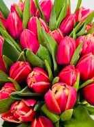 Букет: &laquo;Пионовидные Розовые Тюльпаны&raquo;