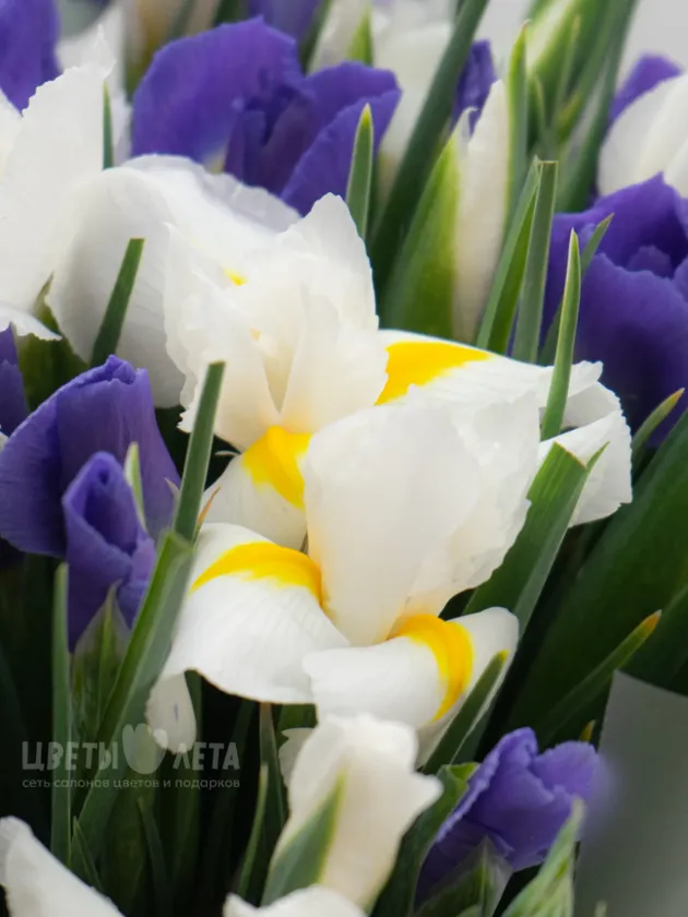 Монобукет: &laquo;Микс Ирисов&raquo;