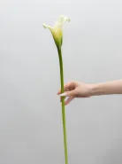 Калла белая