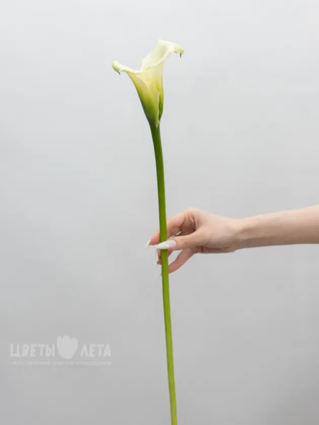Калла белая