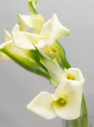 Калла белая