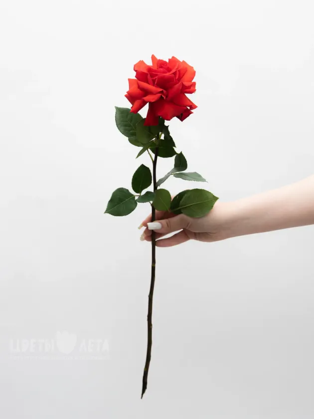 Ажурная роза &laquo;Нина&raquo;
