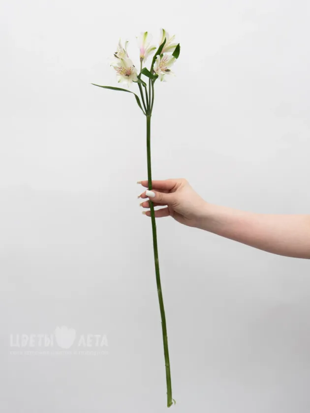 Альстромерия белая
