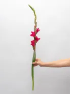 Гладиолус розовый
