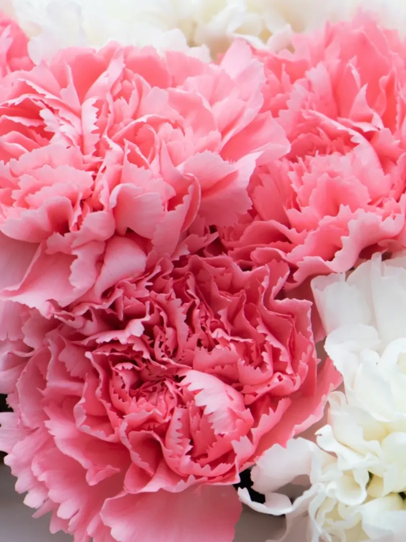 Букет: микс Диантусы &laquo;Белый-Розовый&raquo;