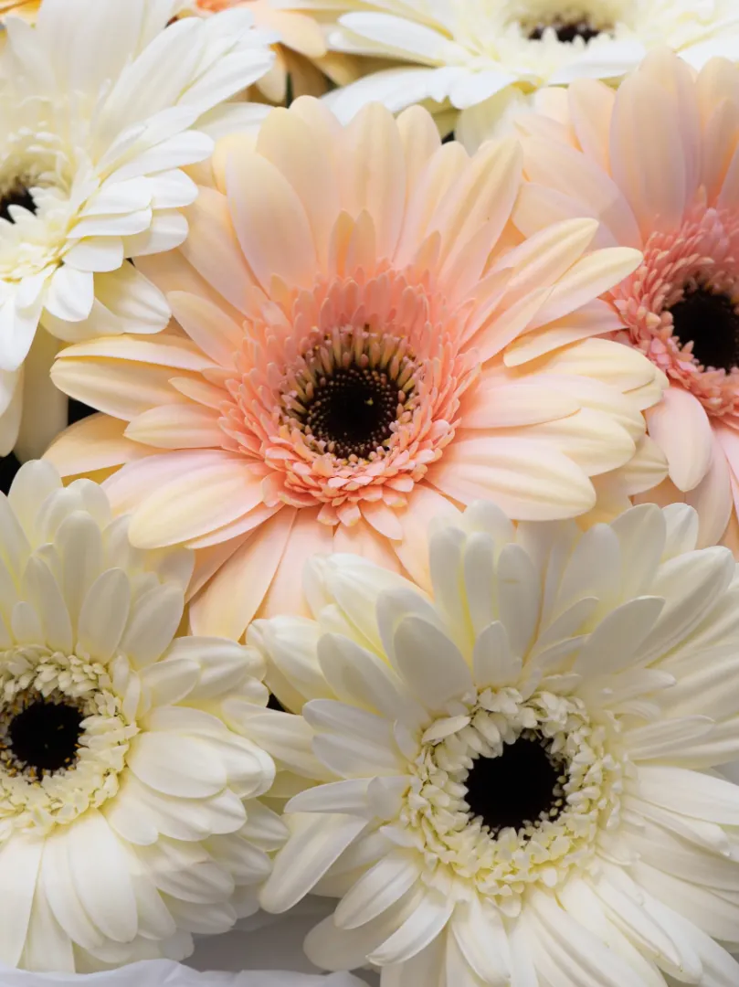 Букет микс герберы &laquo;Белый-Кремовый&raquo;