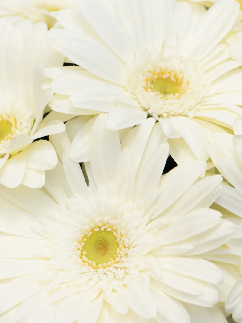 Букет: &laquo;Белые Герберы&raquo;  