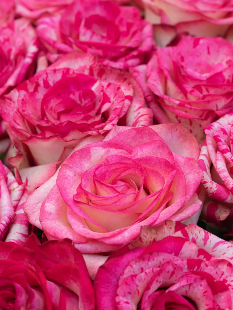 Букет из Российской Розы &laquo;Баракуда&raquo; 60см